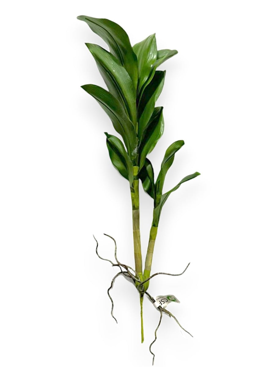 ORCHID DENDROB.LEAF 22"