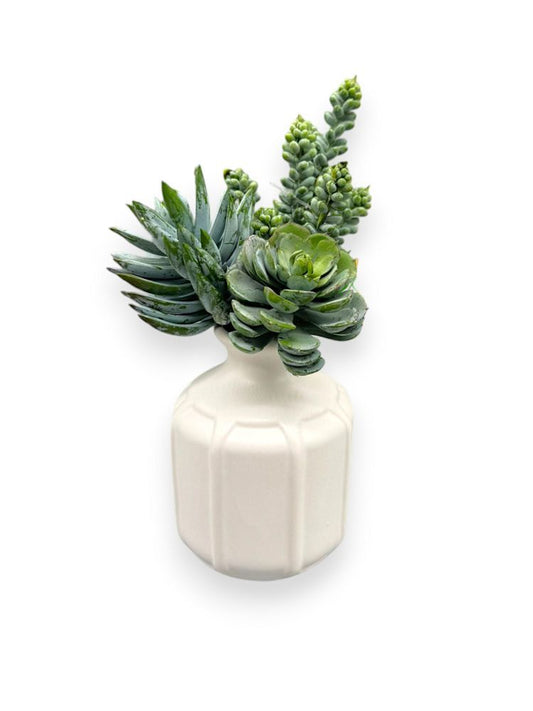 MIX SUCCULENT POT 8.5"