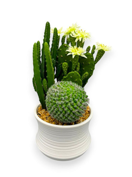 MIX CACTUS WH POT 10" UV