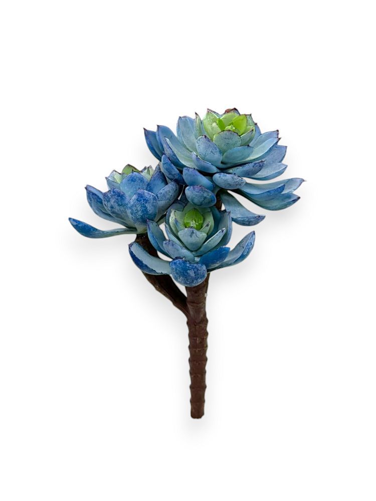 SUCCULENT PICK X3 BLUE 7"