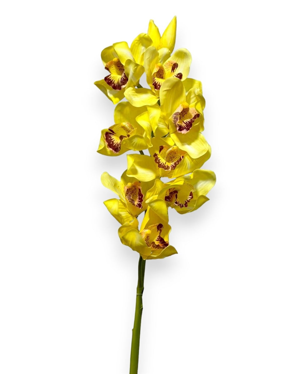 CYMBIDIUM X8