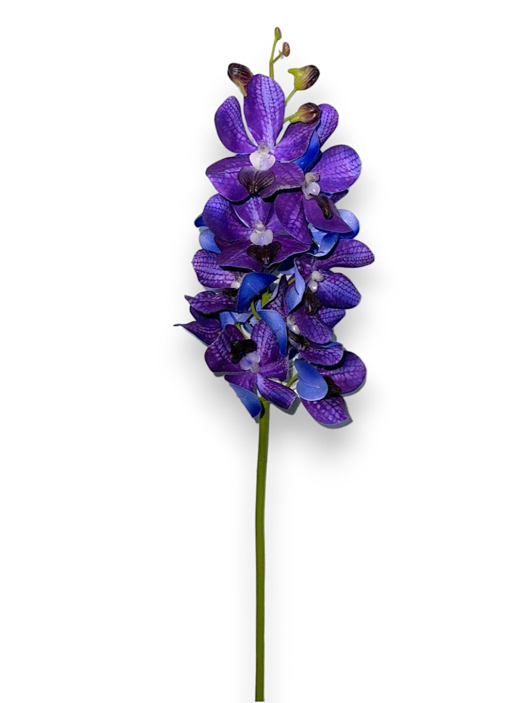 Vanda Orchid 27"