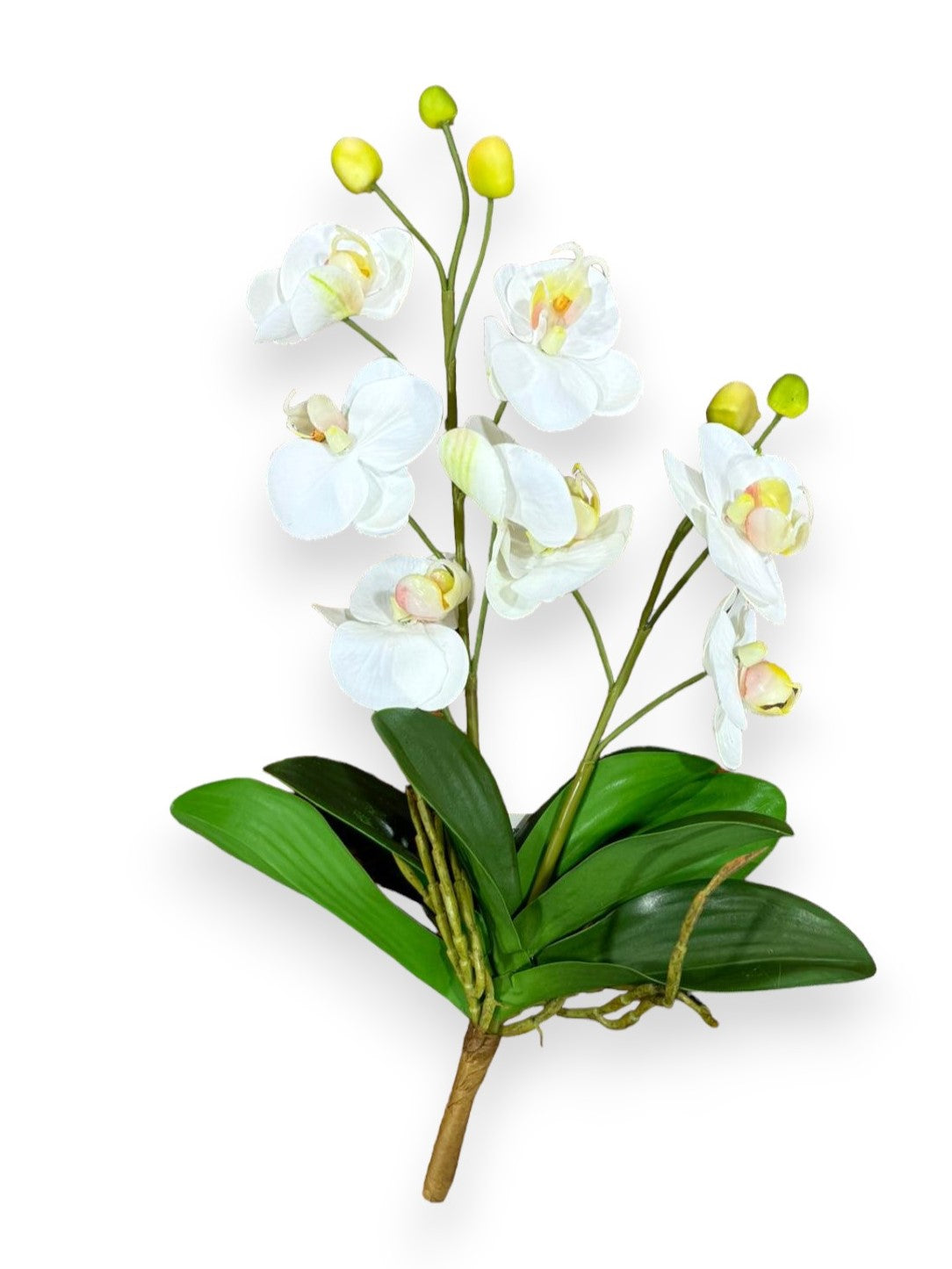 Orchid Phala S Plant 17"
