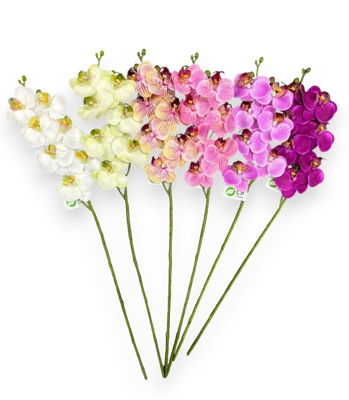 MINI ORCHID PHAL.X7F