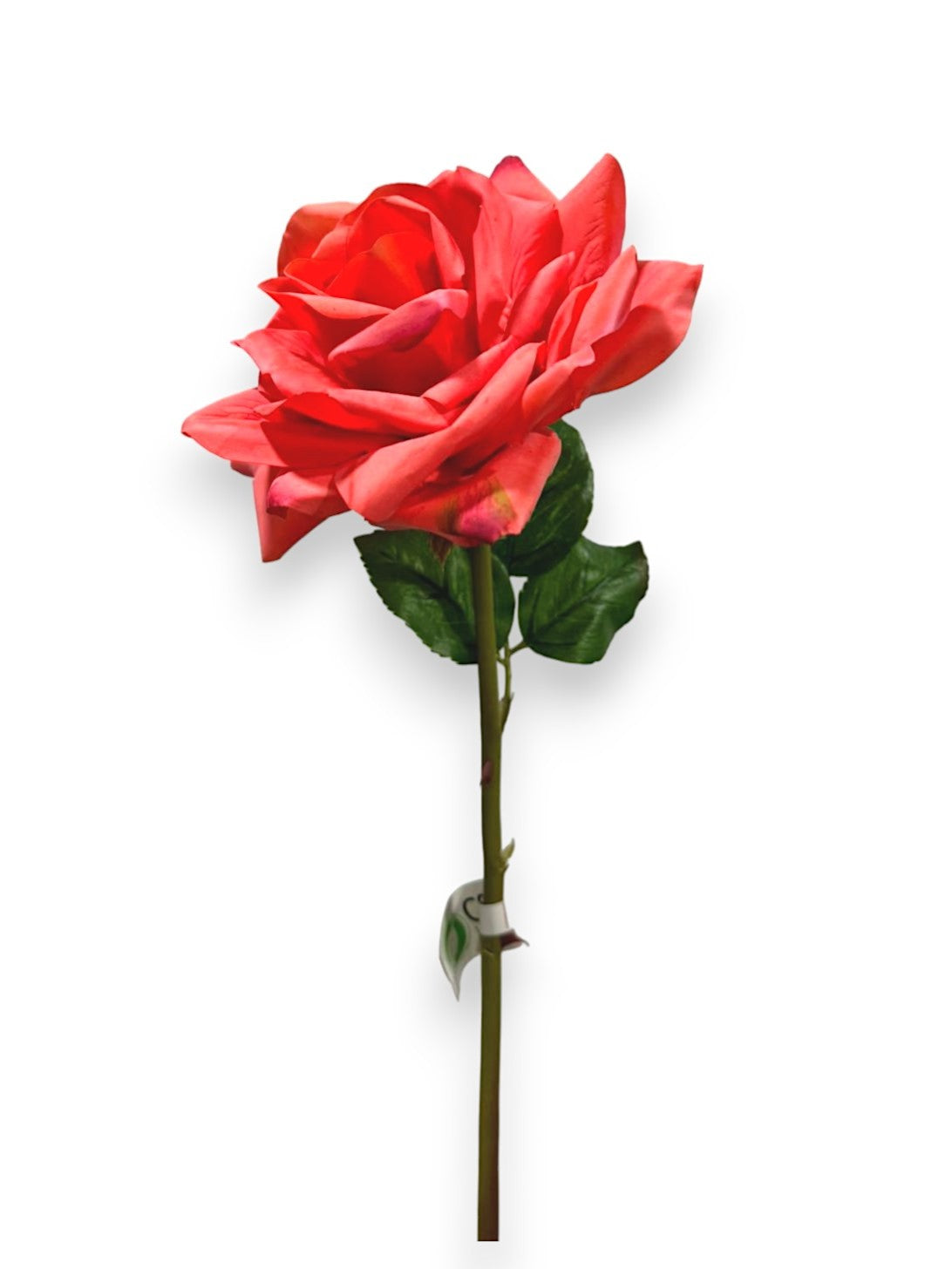 ROSE STEM NAT.TOUCH 25