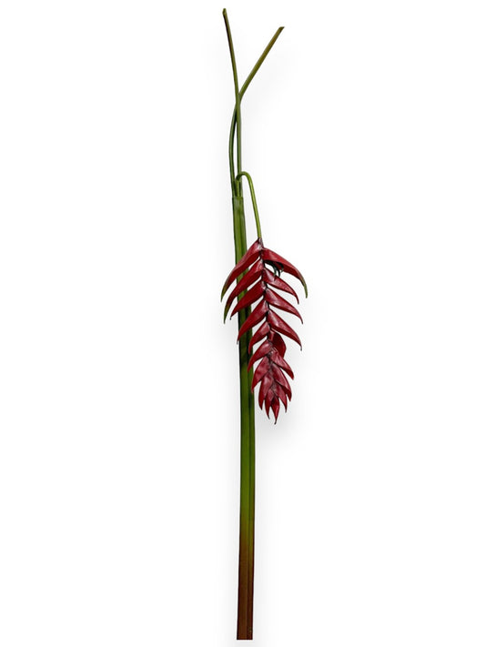 Heliconia Hanging 45"