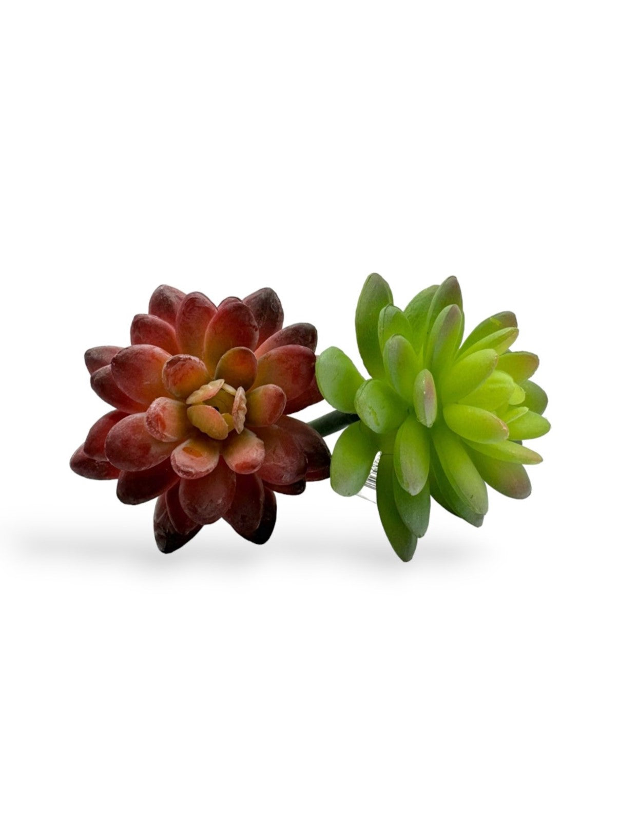 SUCCULENT 043