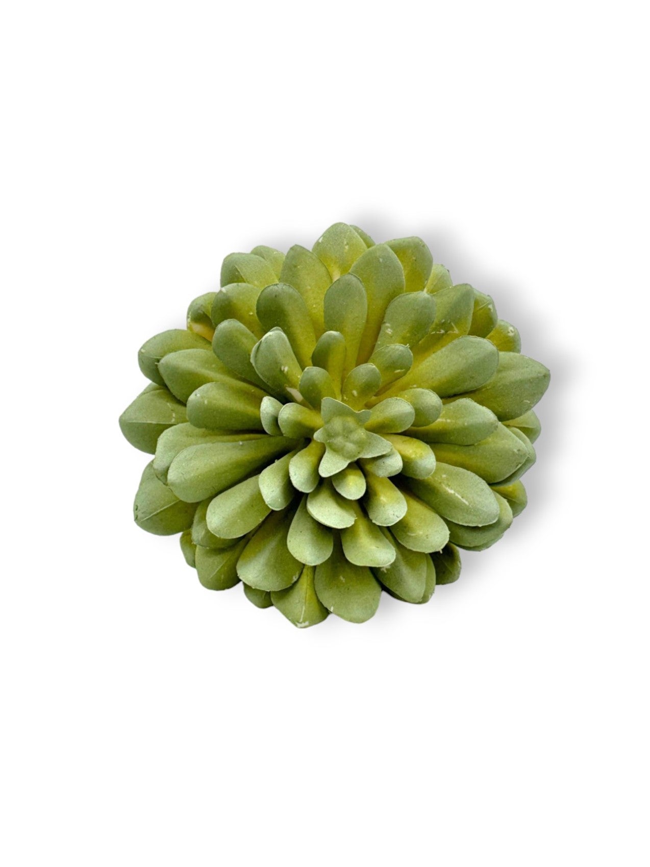 SUCCULENT 060