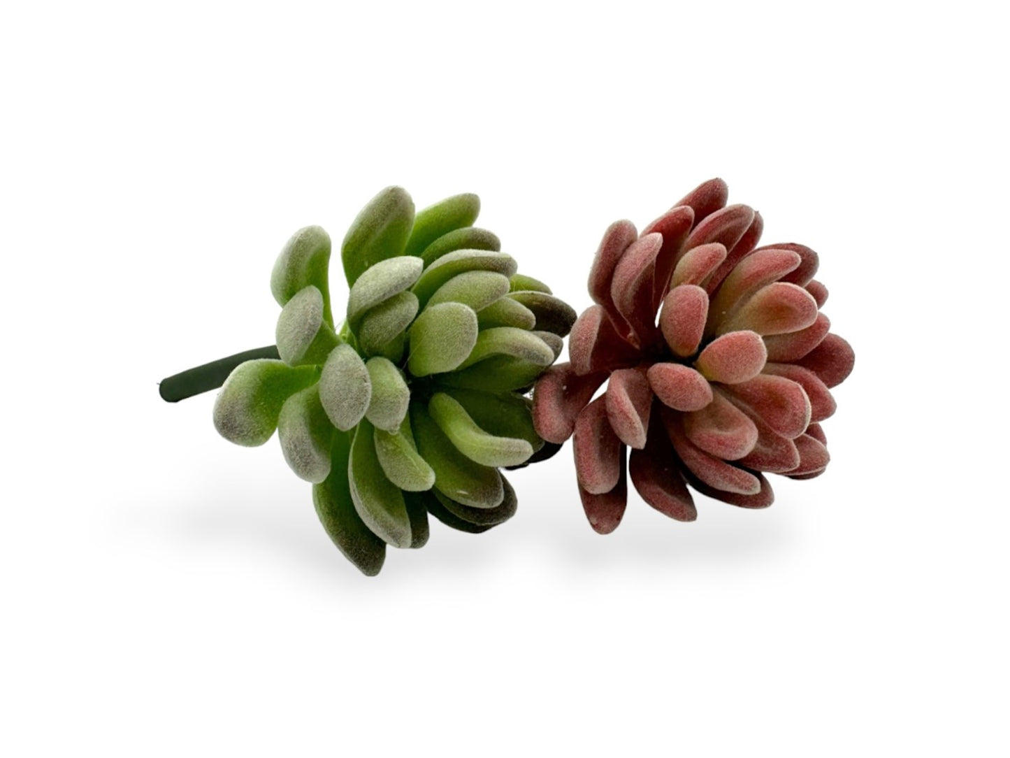 SUCCULENT VELVET 3"