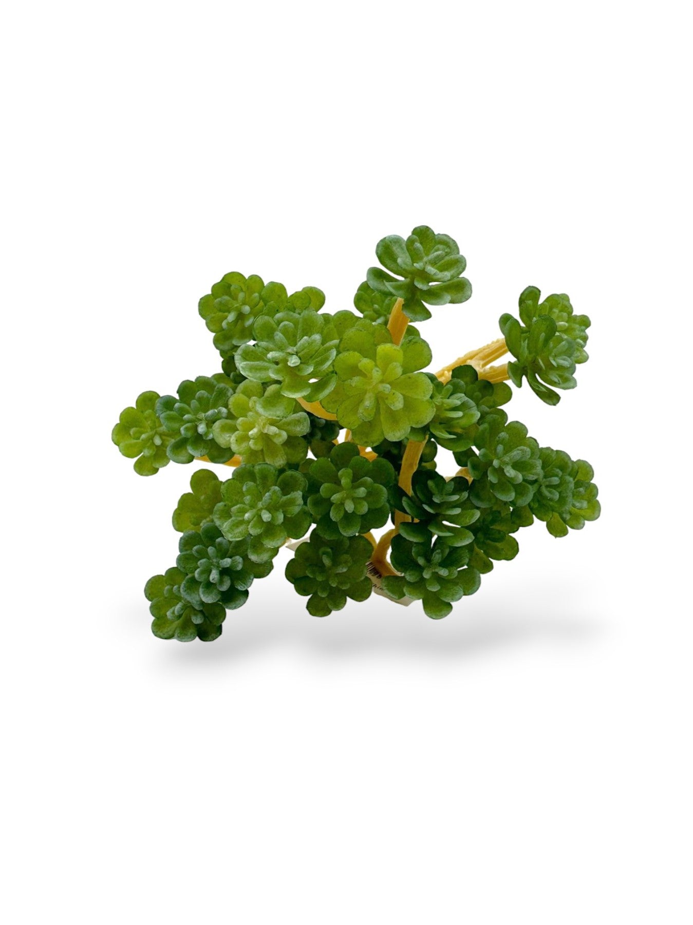 MINI SUCCULENT BUNDLE