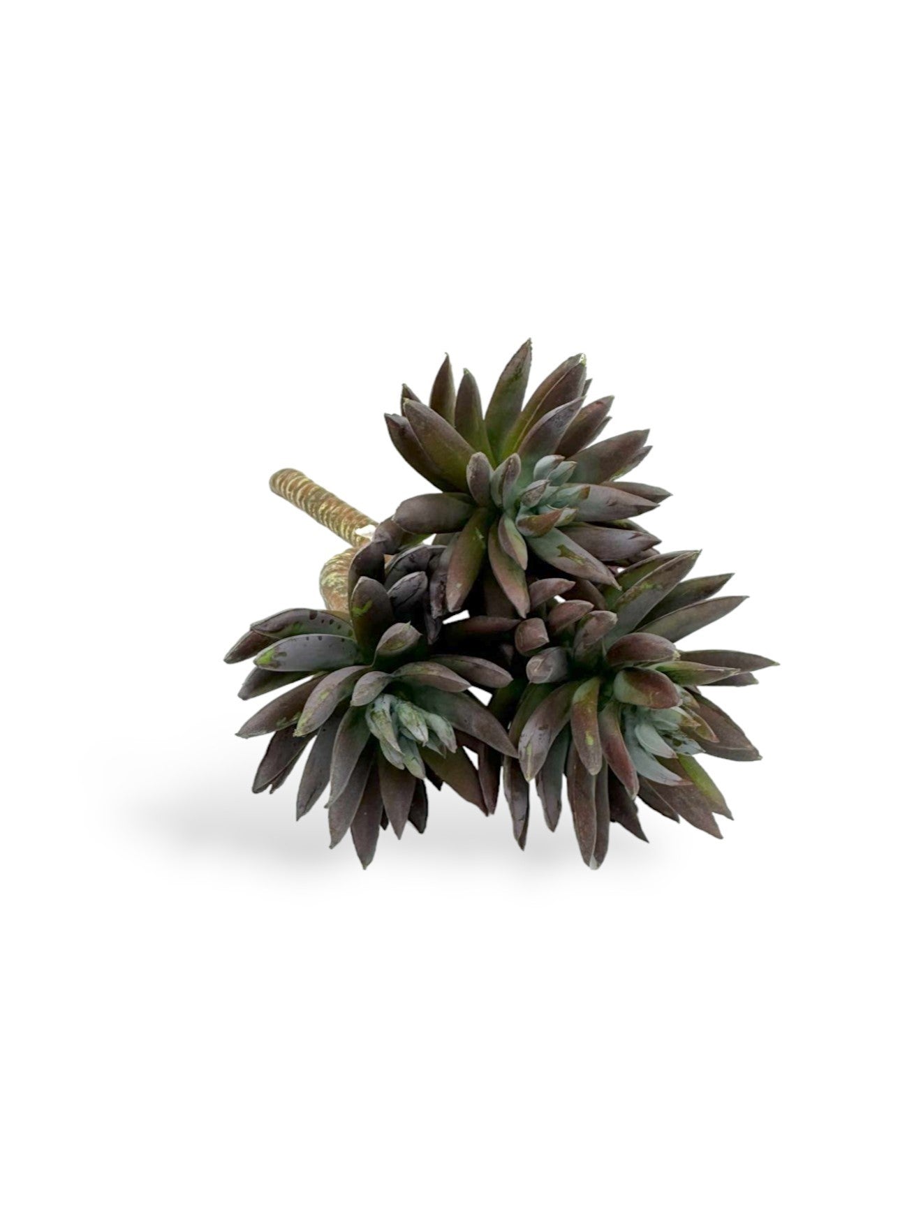 SUCCULENT PICK X3 8"