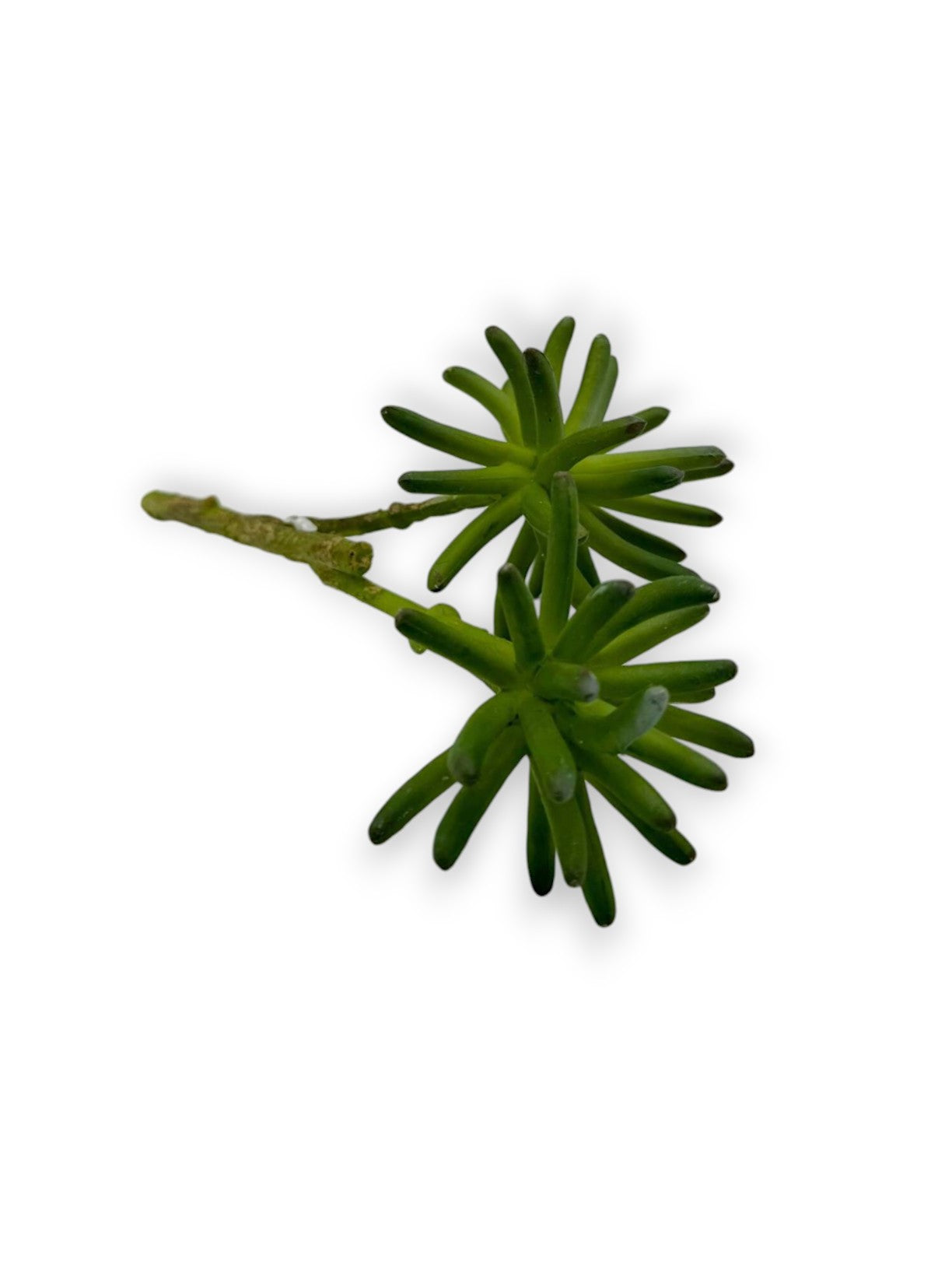 SUCCULENT PICK X2 8"