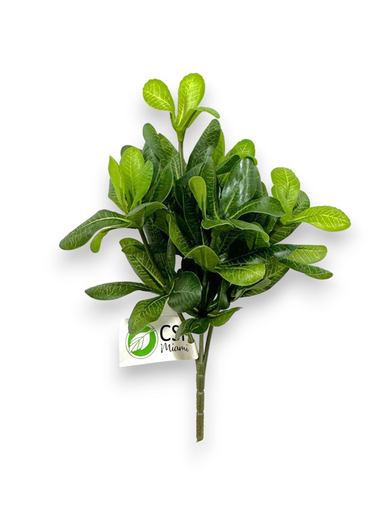 RHODODENDRON LEAVES BUSH