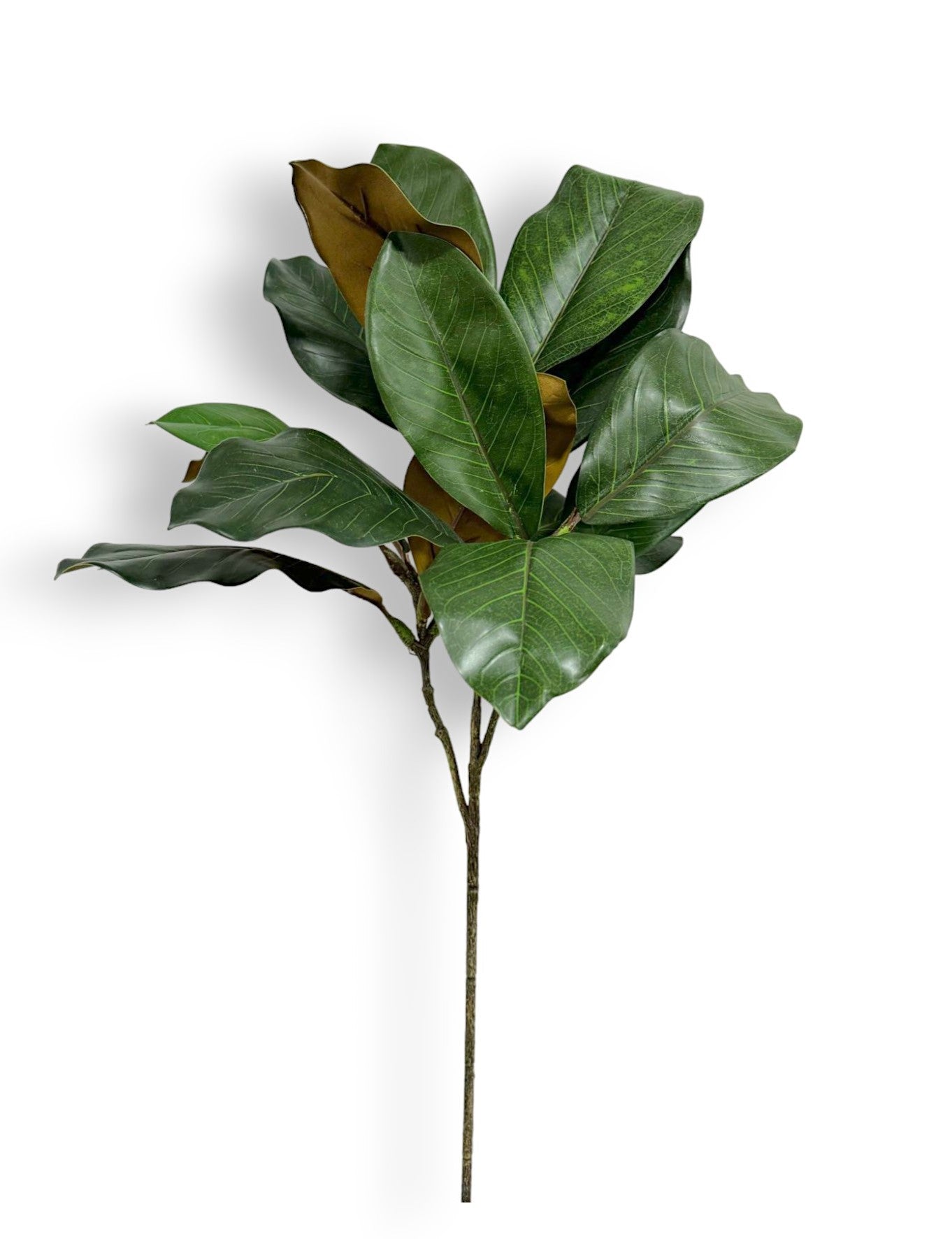 WINTER MAGNOLIA LEAF