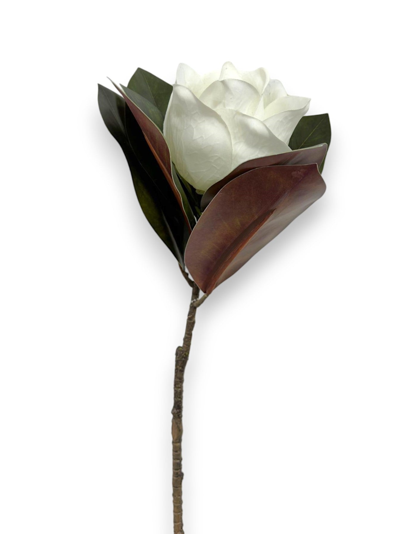 MAGNOLIA WITH LEAVES