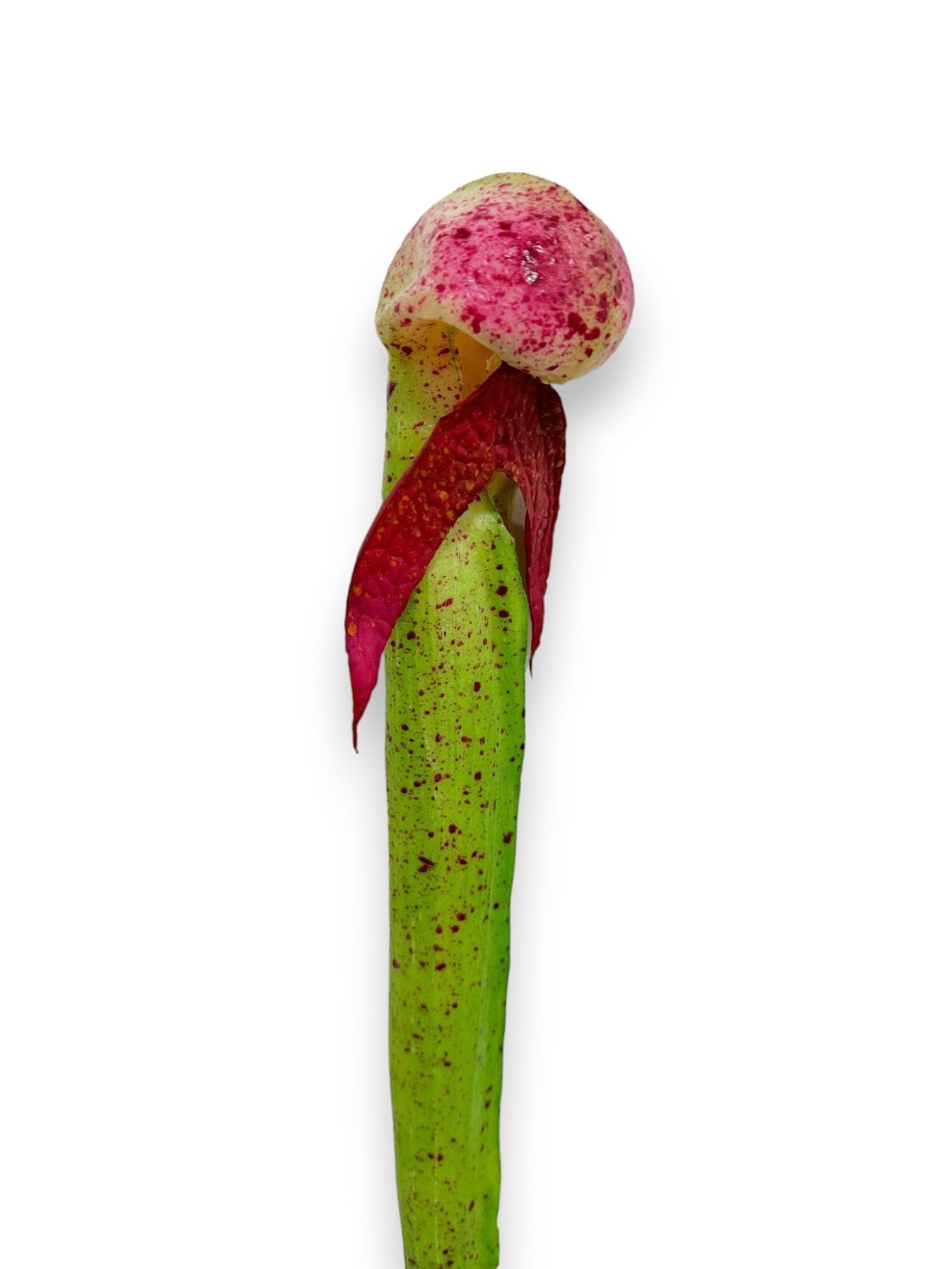 PITCHER PLANT