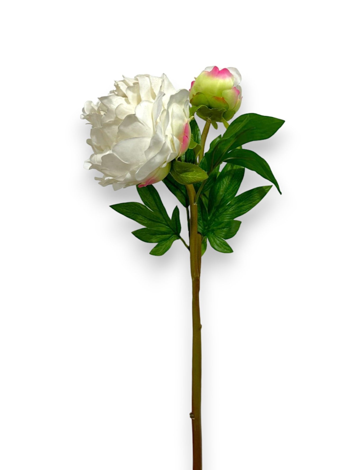 PEONY X1F1B NAT.TOUCH 26"