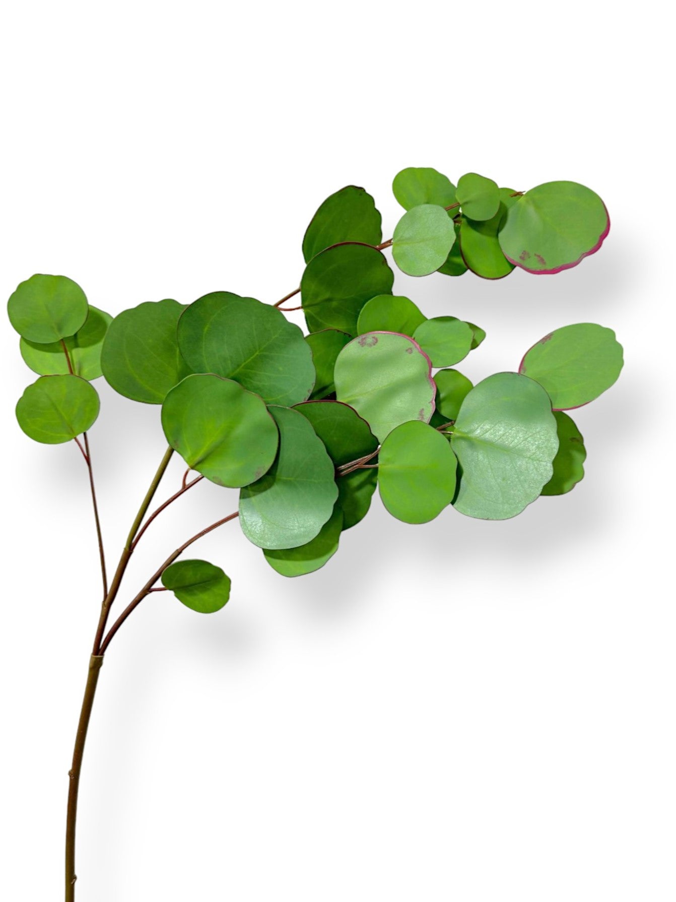 Gumdrop Eucalyptus 31"