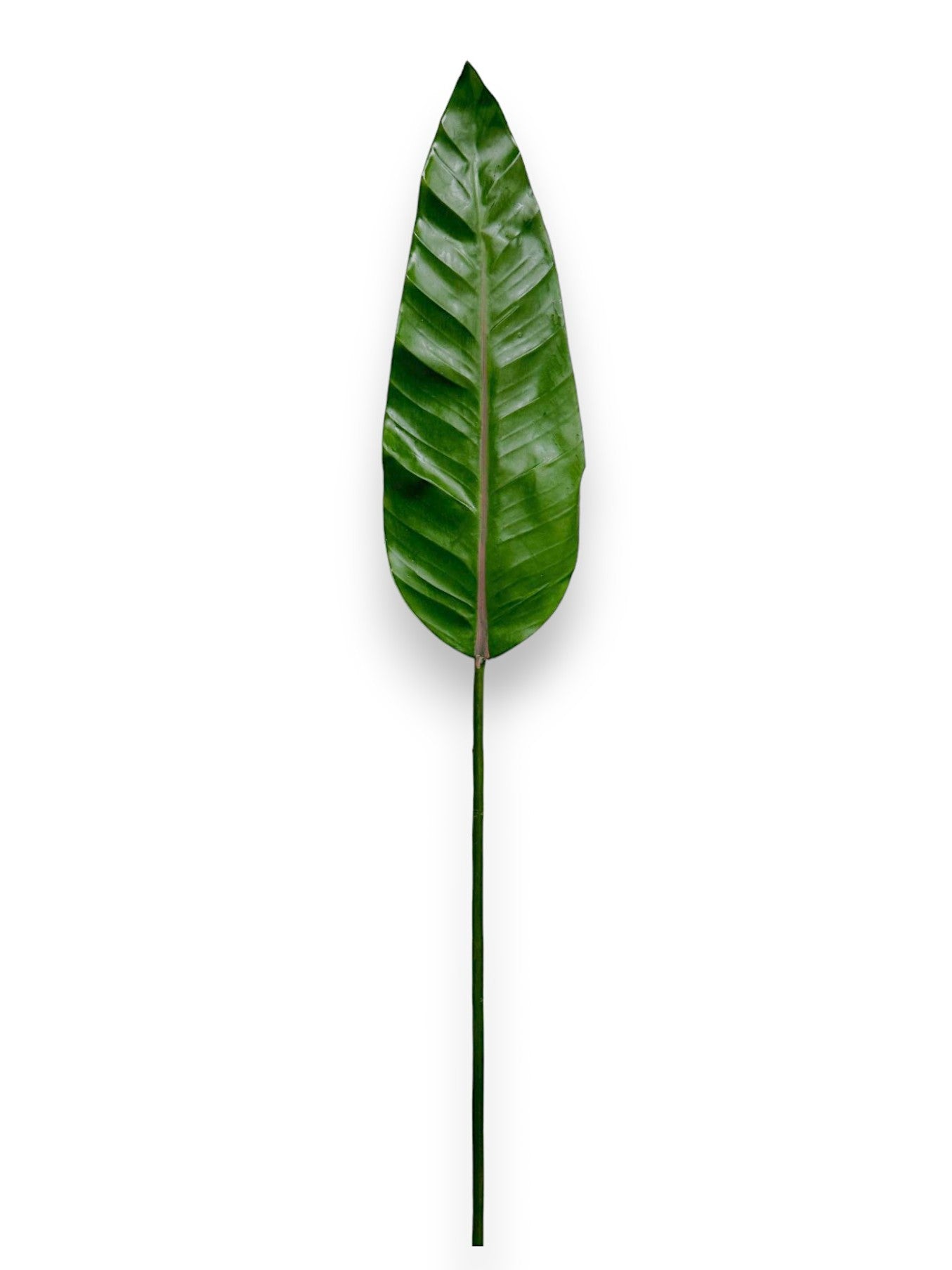 BIRD OF PARADISE LEAF