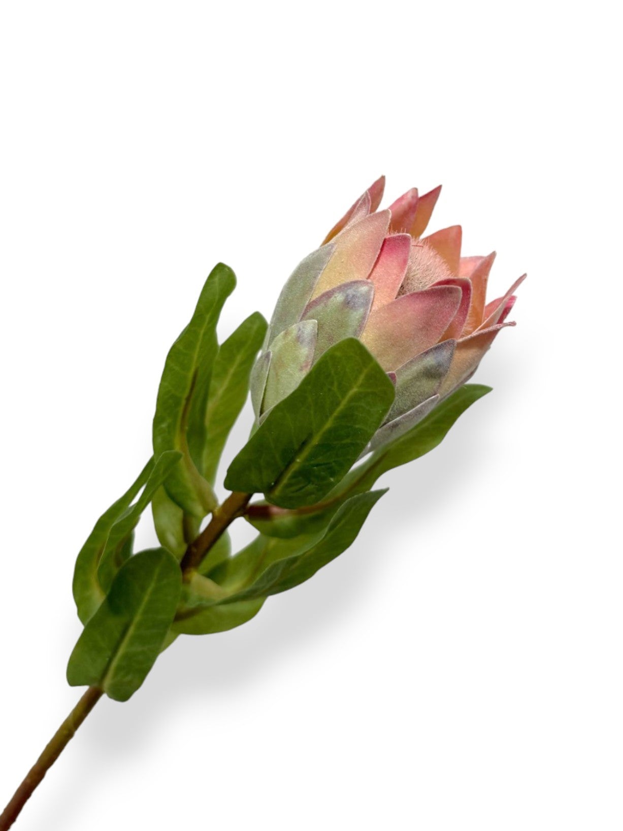 PROTEA BUD – Chan's Silk Flowers, inc