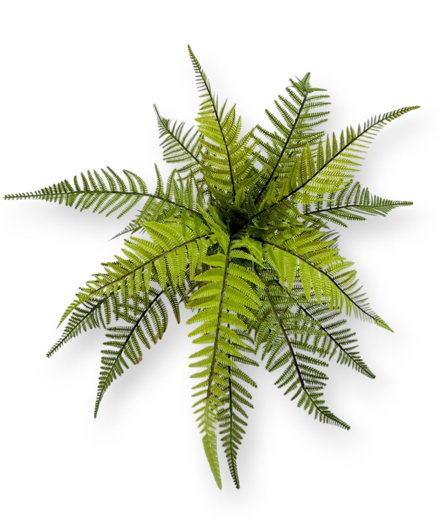FERN BUSH