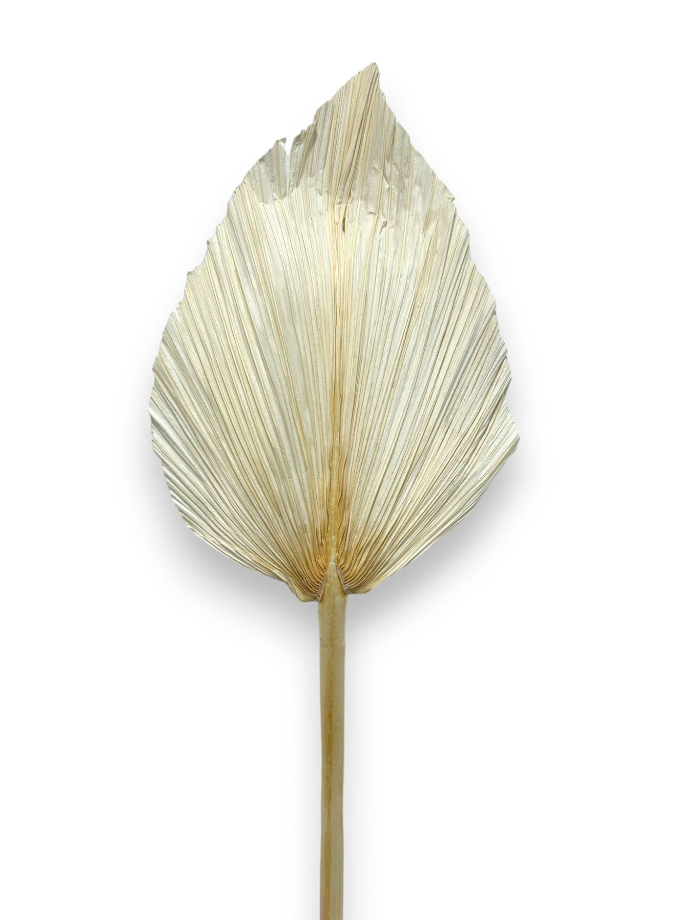 BLEACHD DRIED FAN PALM
