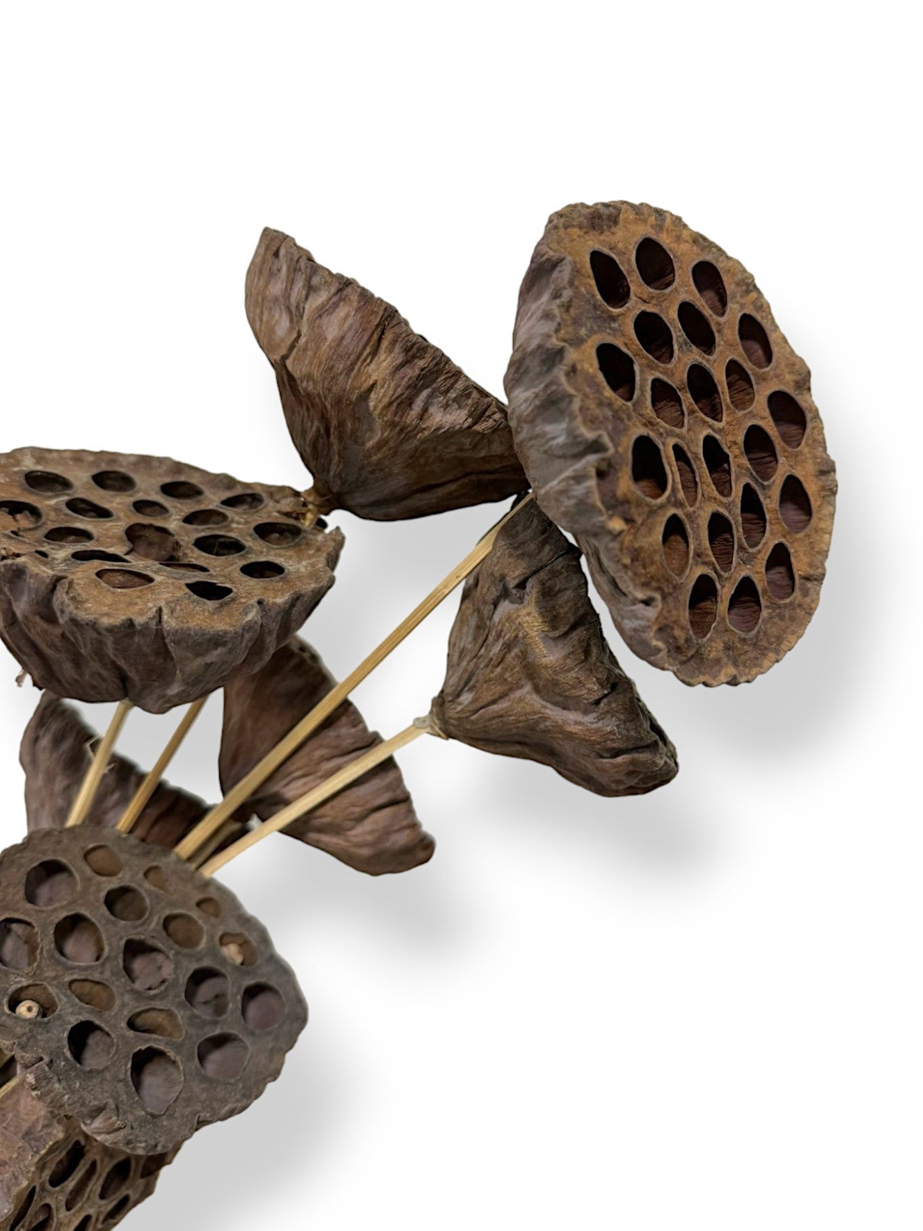 LOTUS POD STEM NATURAL