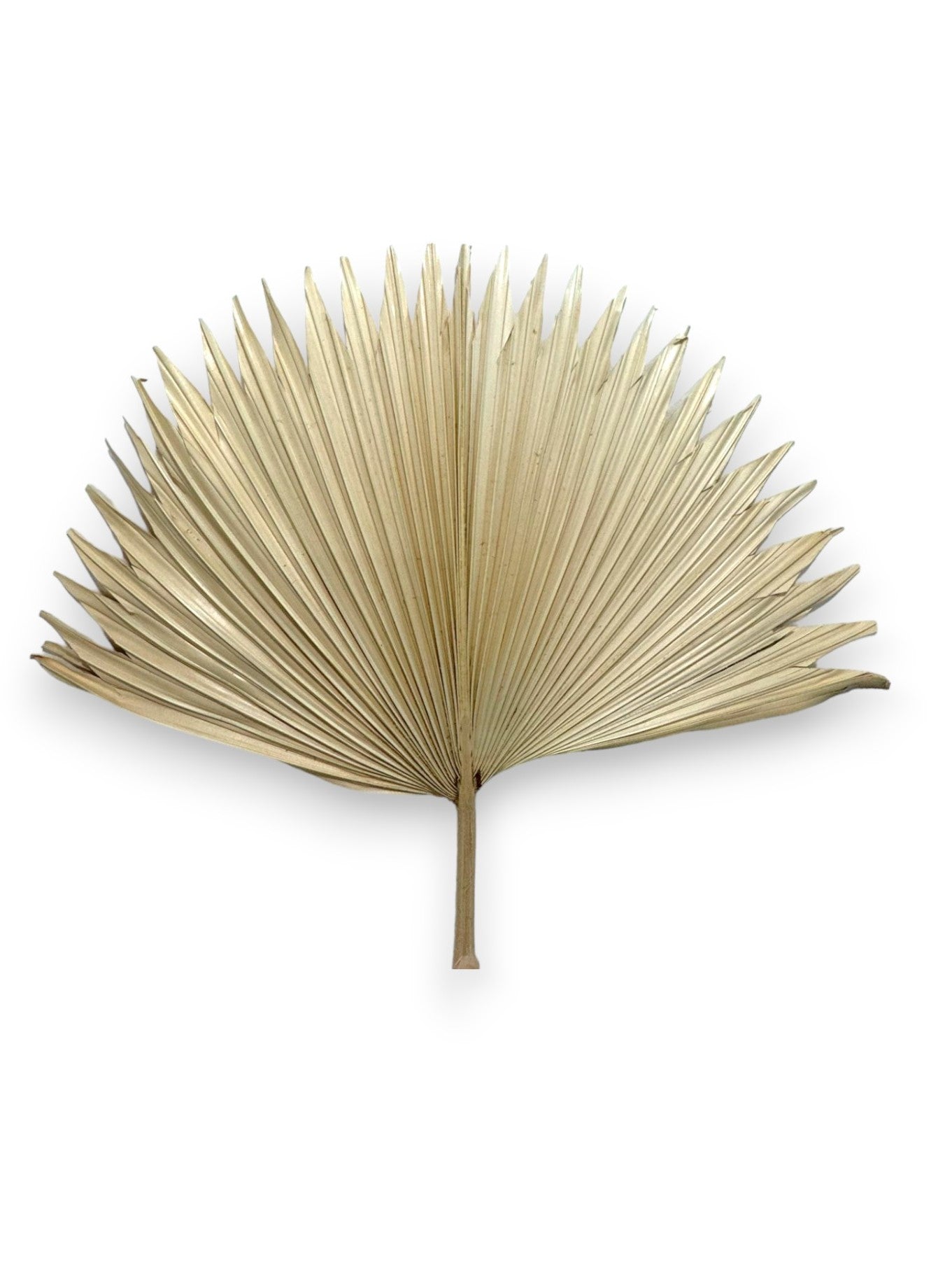 DRIED FAN PALM 20"