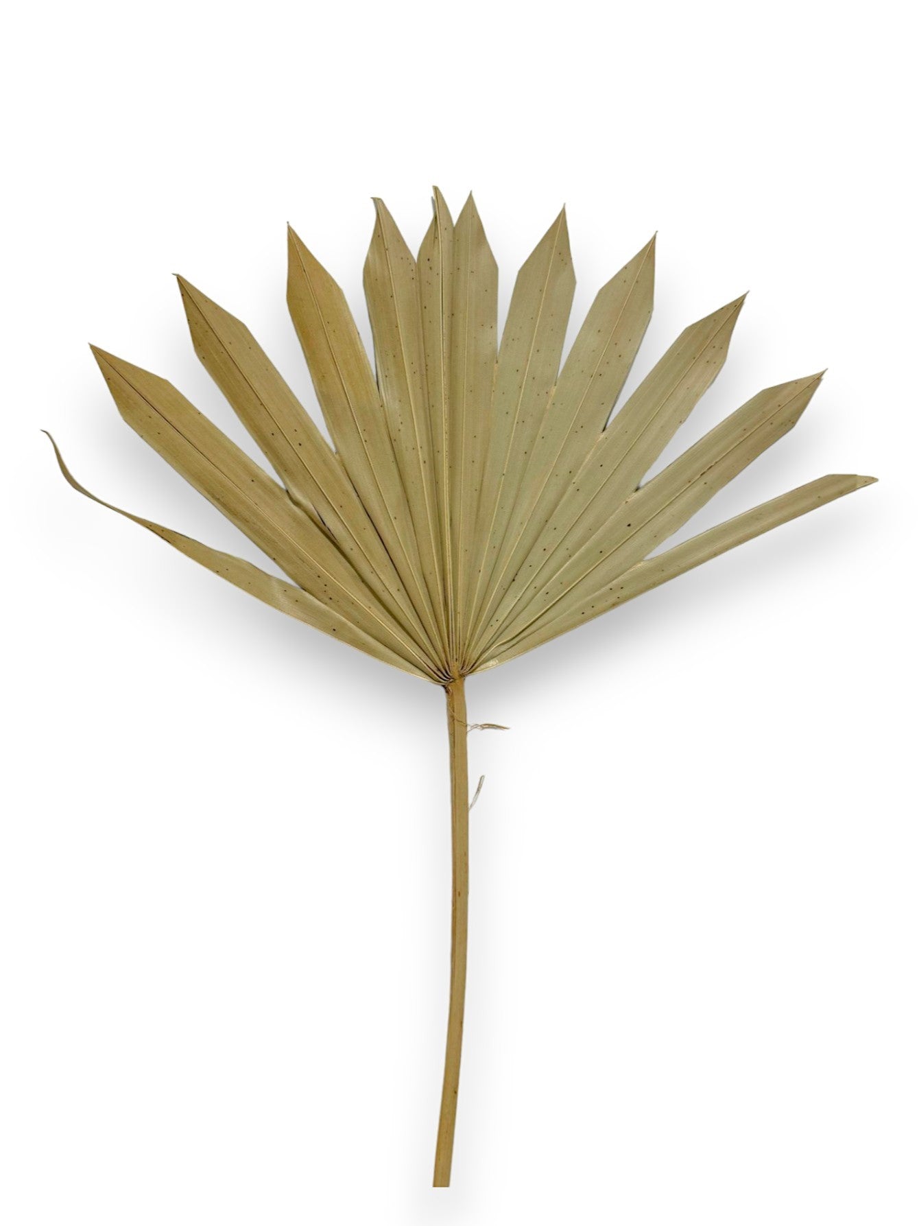 DRIED FAN PALM 12"