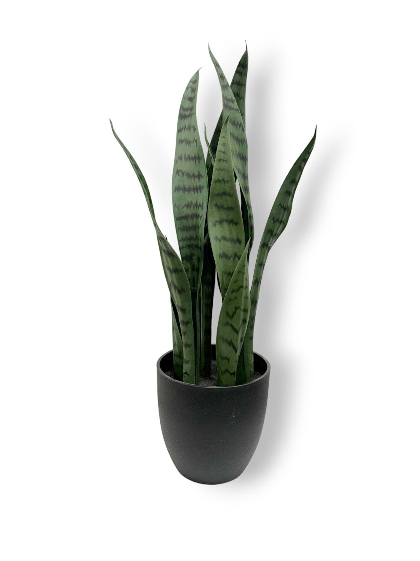 SANSEVIERIA IN BLACK POT