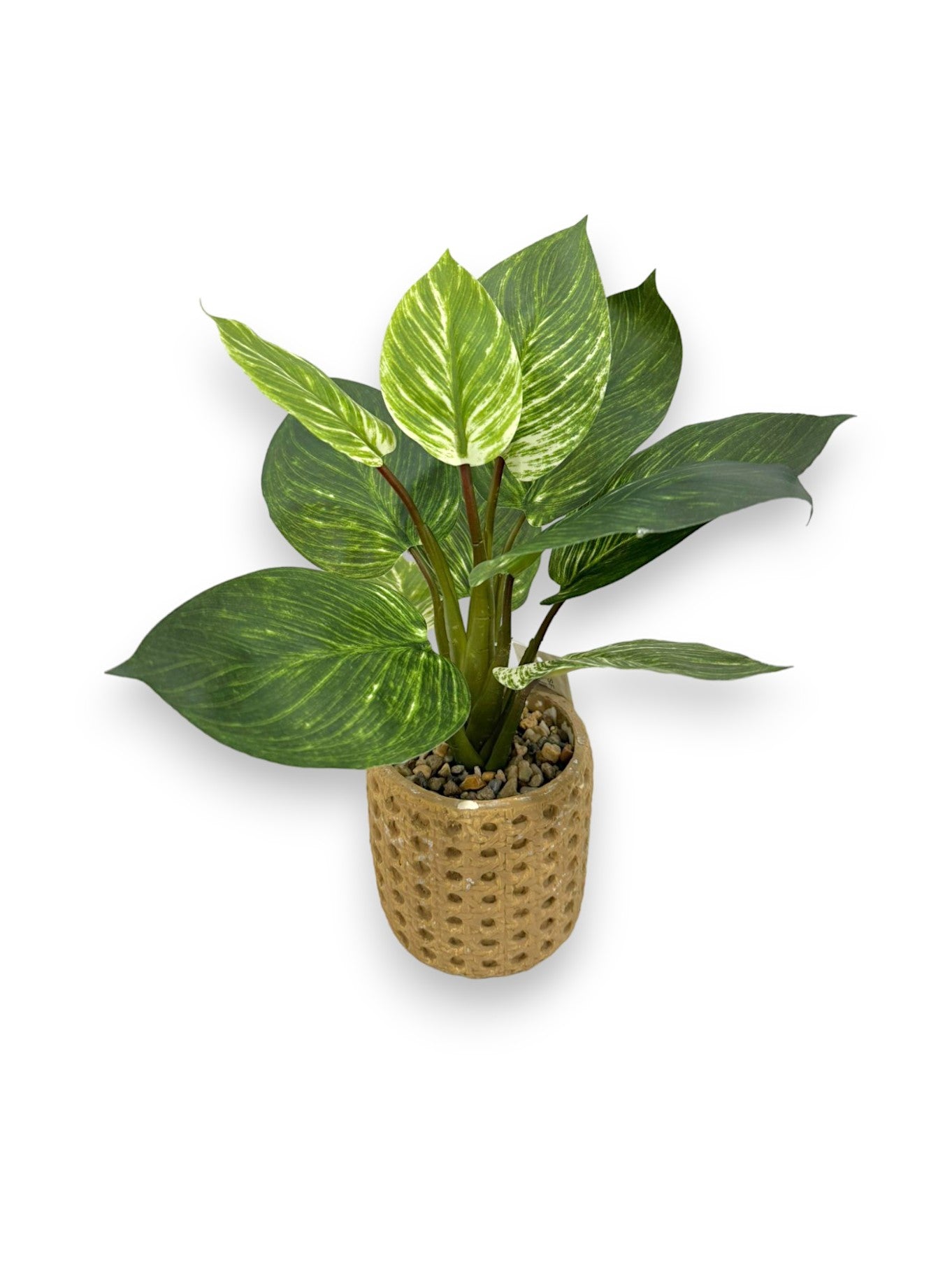 chinese pothos plant MINI POTHOS PLANT – Chan's Silk Flowers, inc