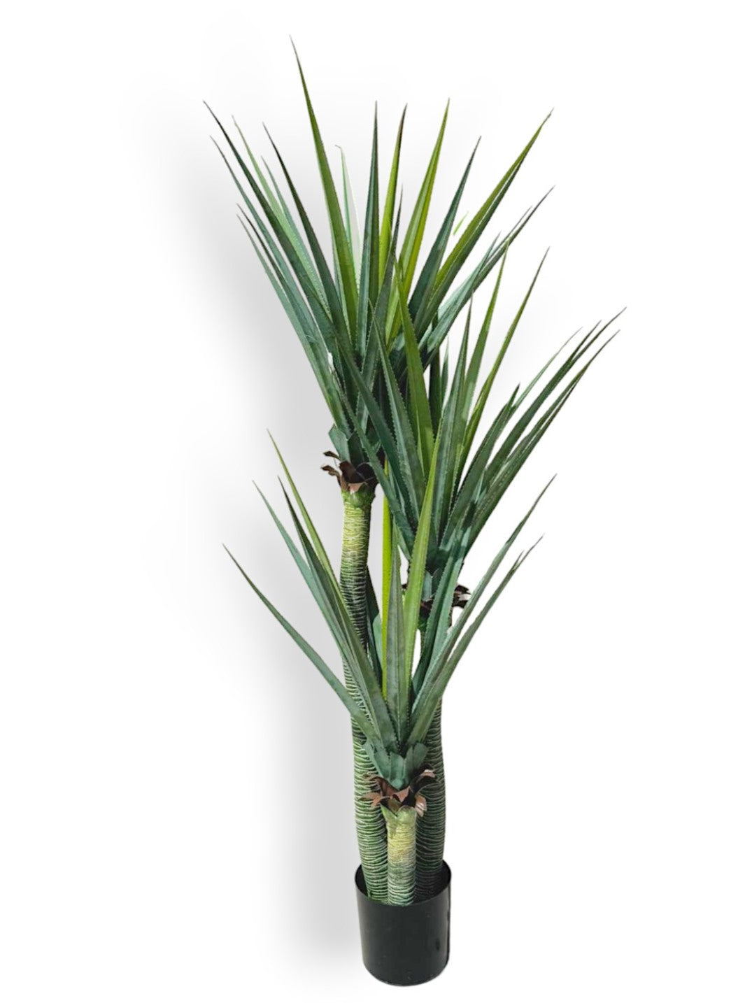 AGAVE PLANT WITH 3 HEADS 6'