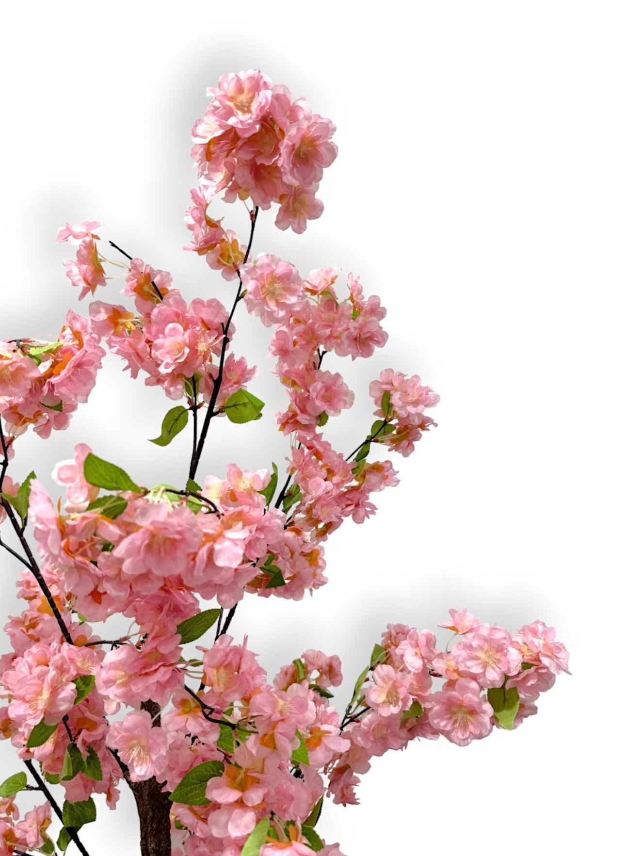 CHERRY BLOSOSM TREE UNPOTTED 6'