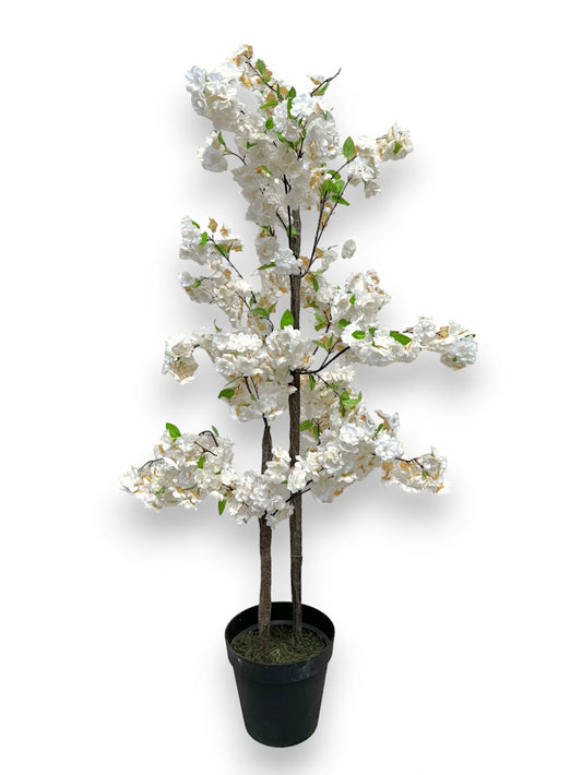 CHERRY BLOSSOM TREE 5FT POTTED