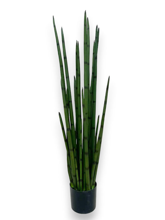 SNAKE GRASS WITH  PLASTIC POT