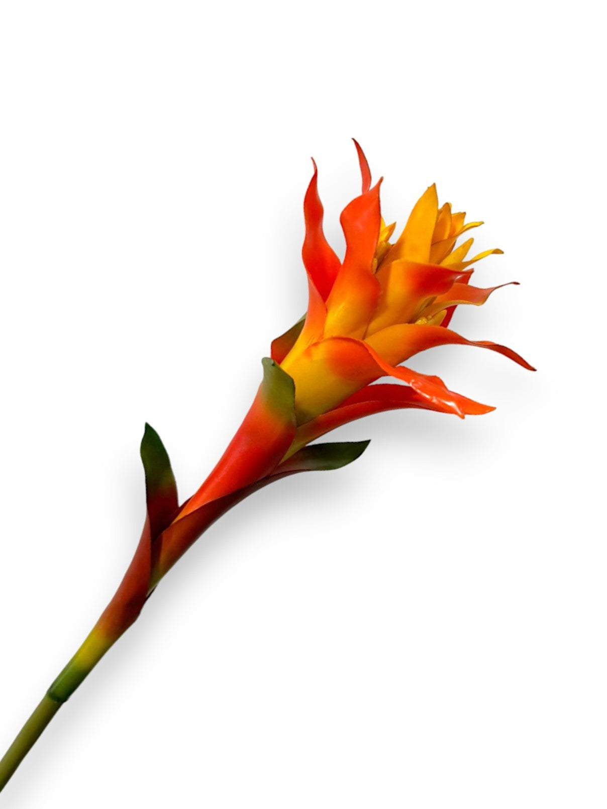 BROMELIA SCARLET STAR BLOOM