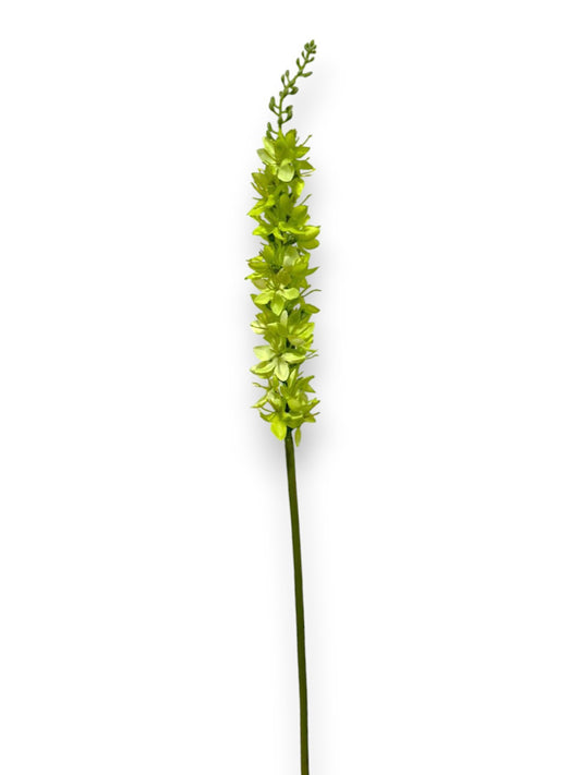 FOXTAIL LILY S 23"
