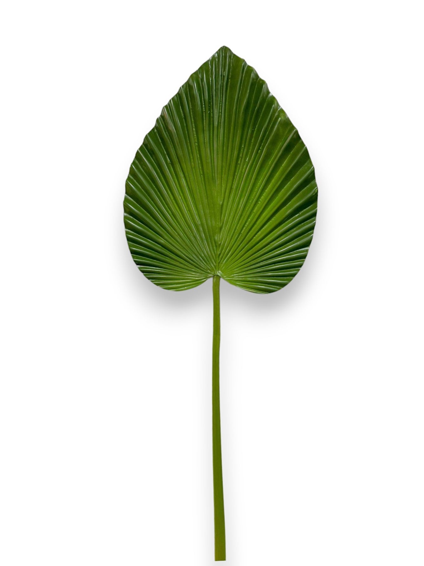 FAN PALM LEAF 30"