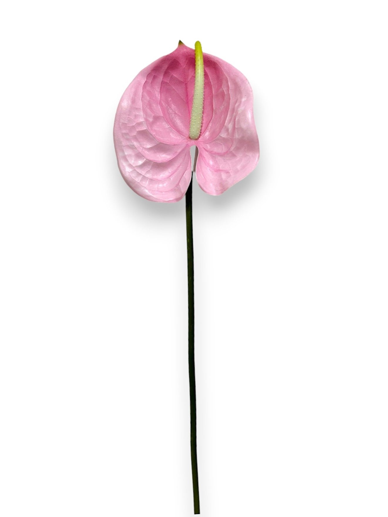 ANTHURIUM YD 23" Chan's Silk Flowers, inc