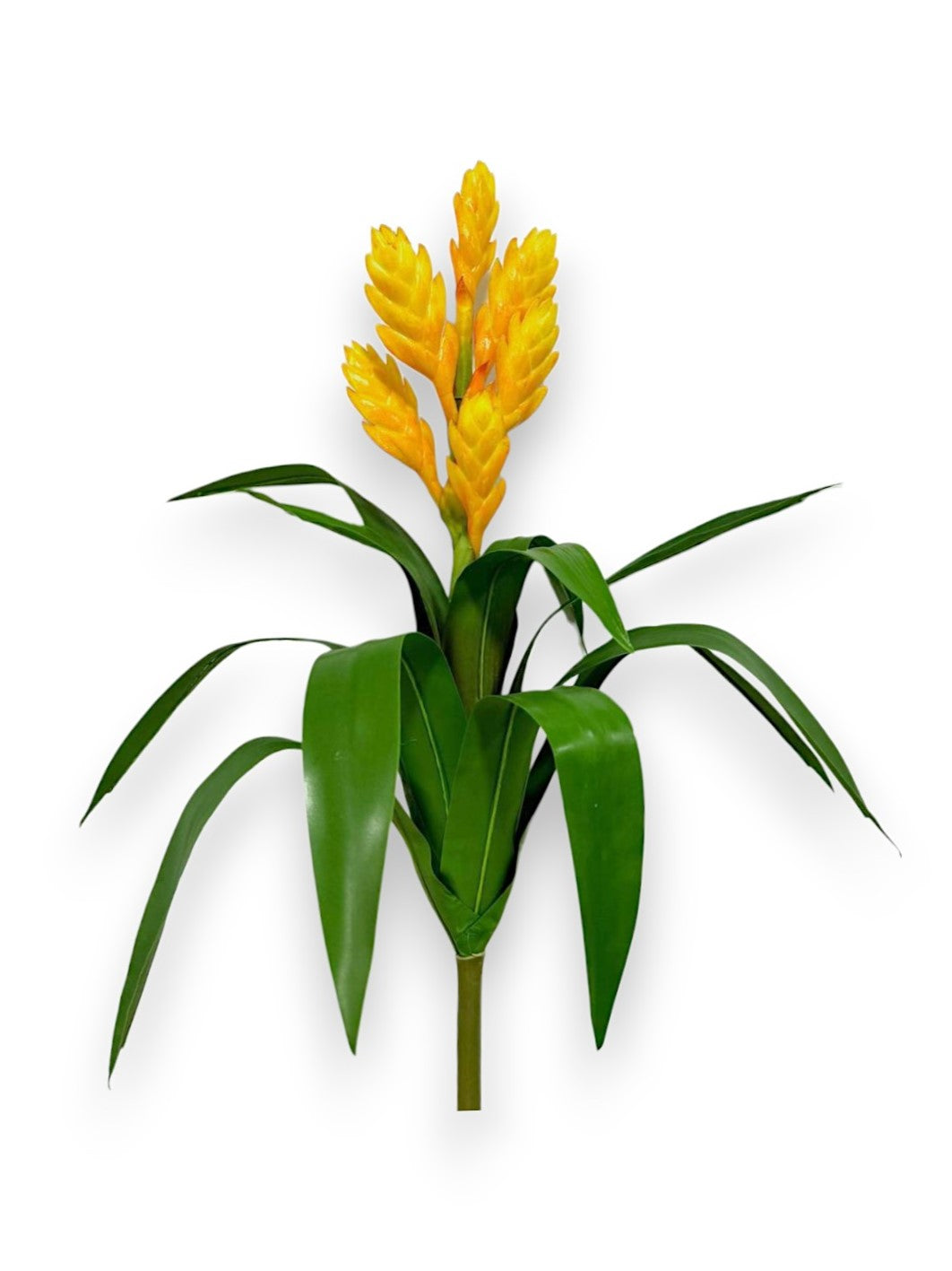 BROMELIA SWORD PLANT 18"