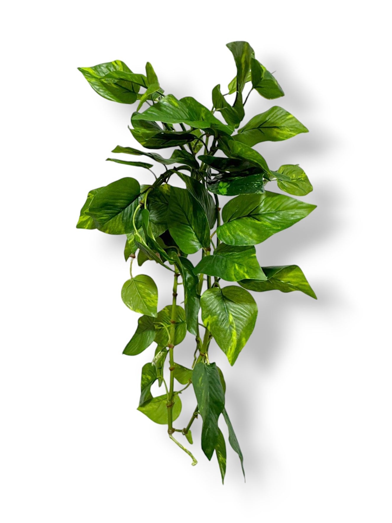 POTHOS BUSH X12 24"