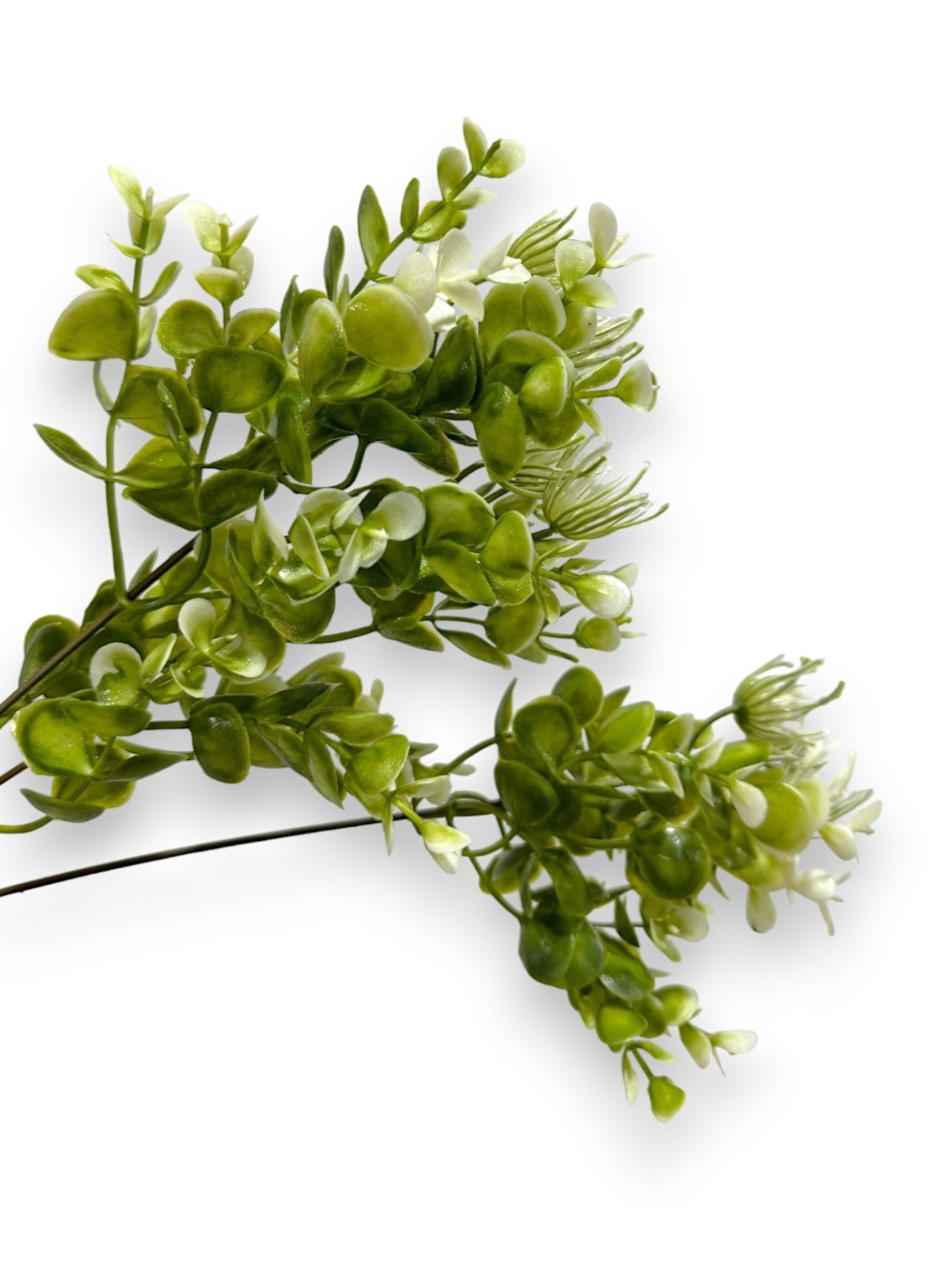 EUCALYPTUS GRASS BUSH X7