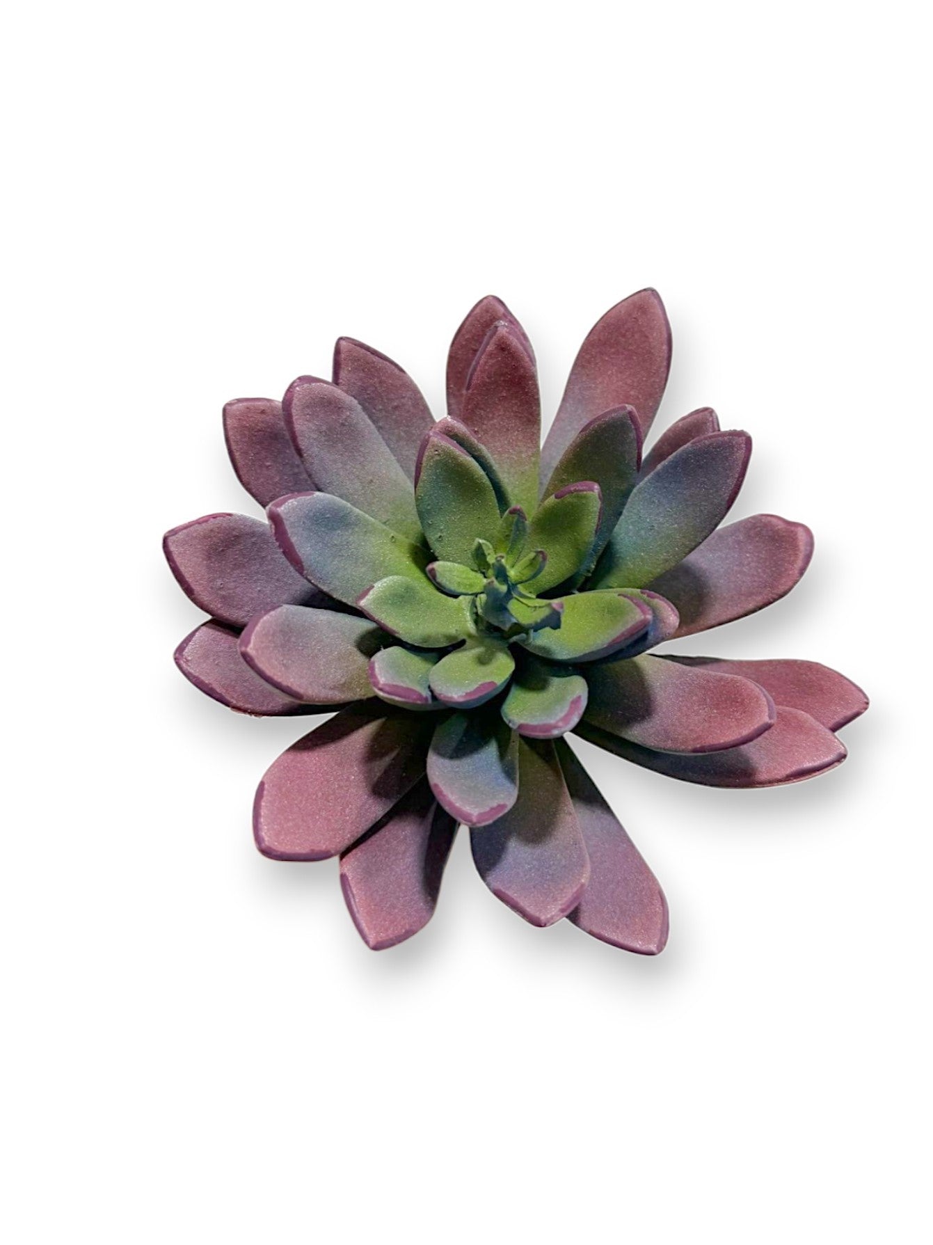 ECHEVERIA PICK 8"