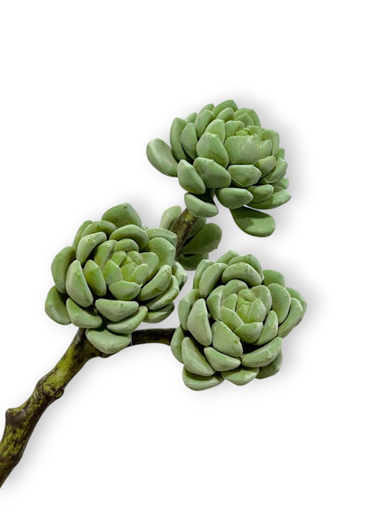 HEN AND CHICKS PICK 10"