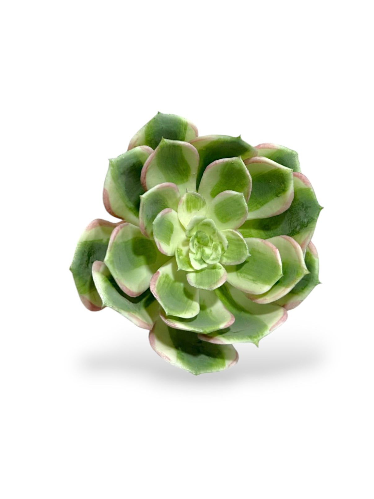 ECHVERIA PICK SOFT 5"