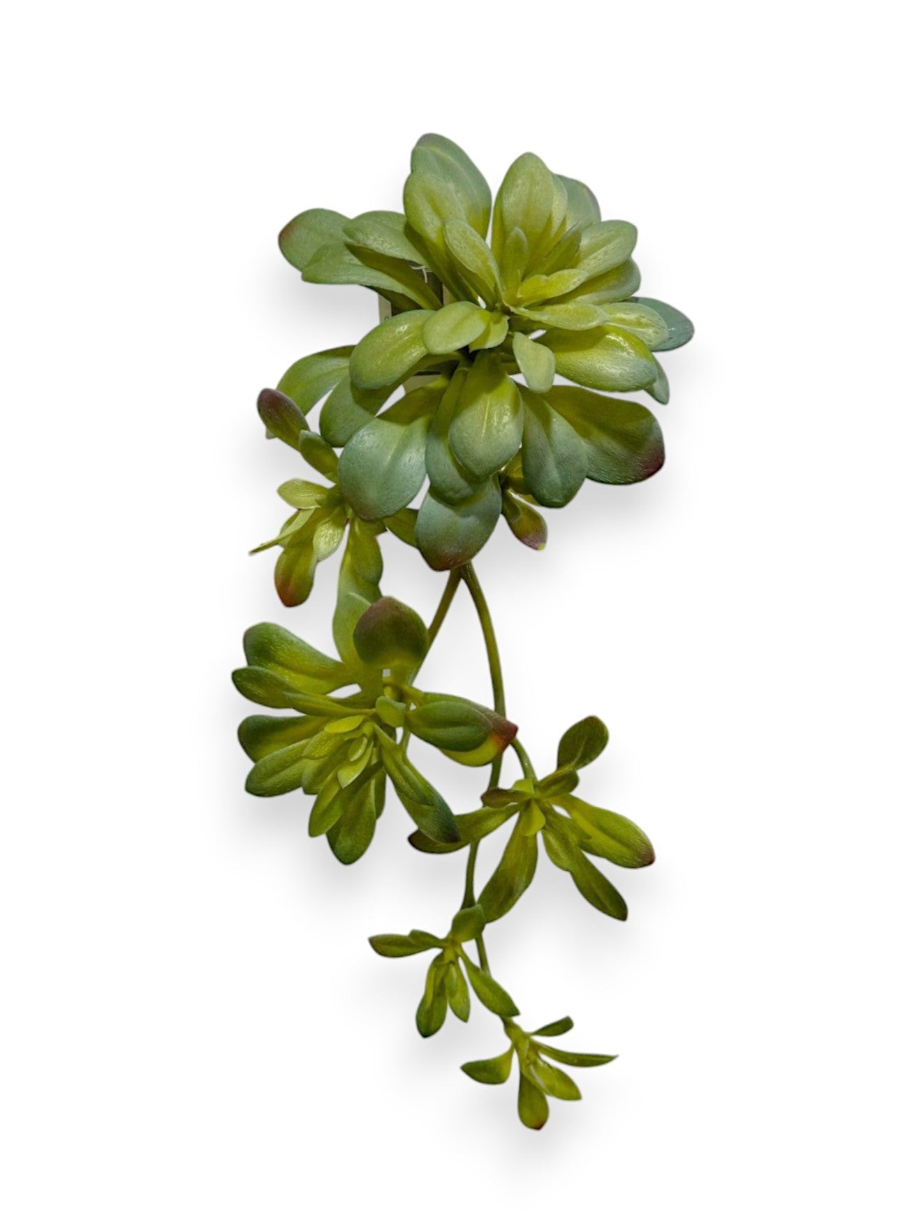 AEONIUM PICK SOF 11.8"