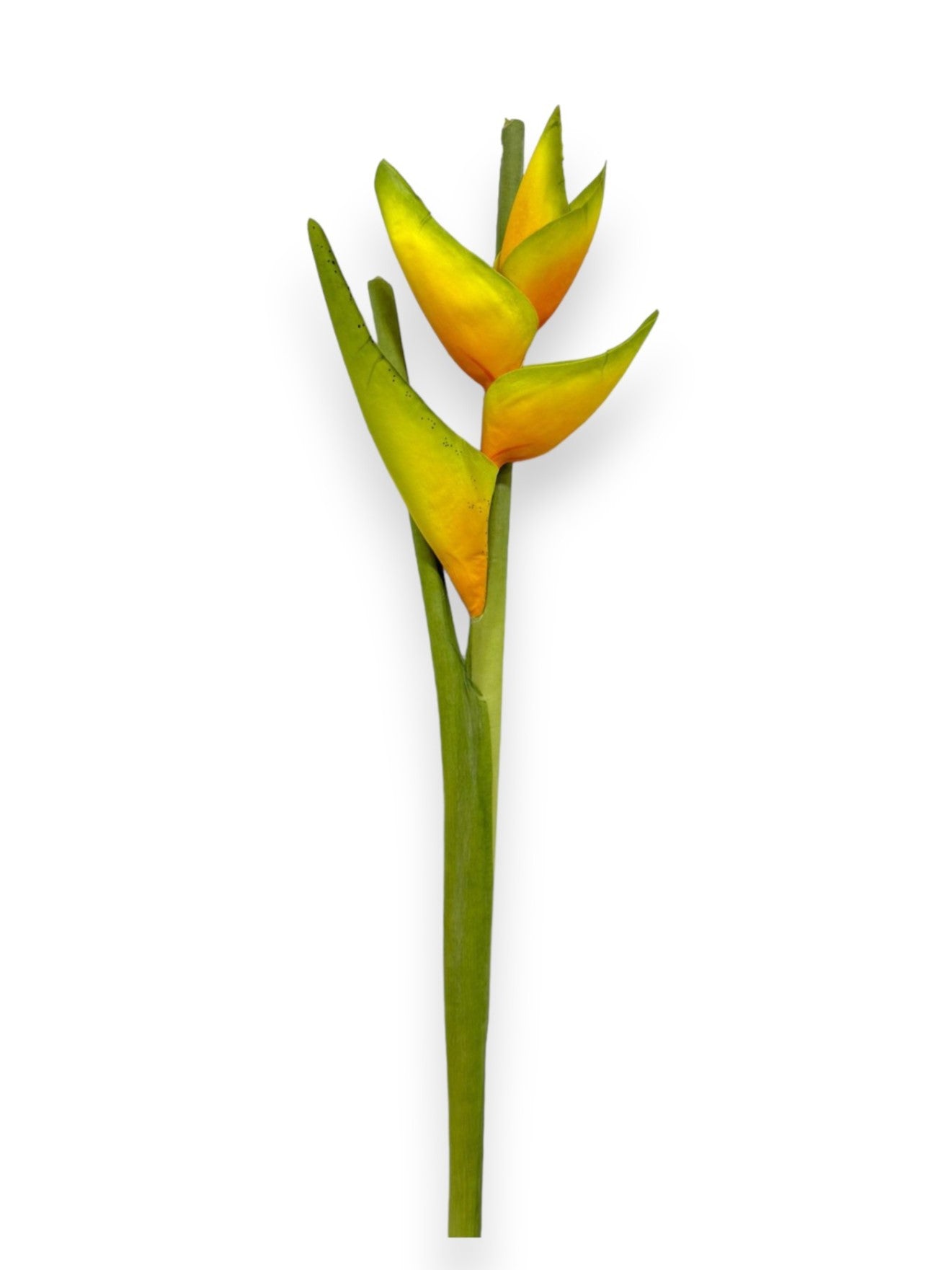 HAWAIIAN HELICONIA SPRAY 34"