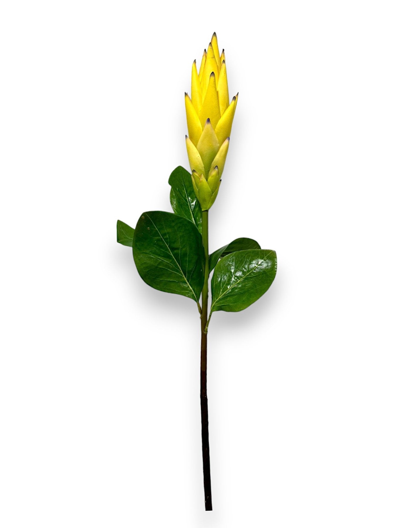 TORCH PROTEA SPRAY 37"