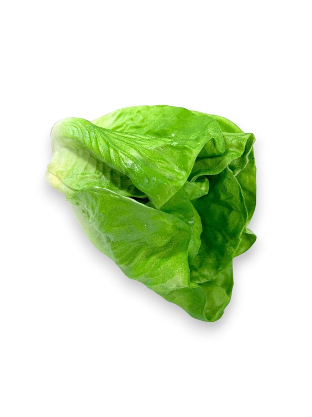 LETTUCE 8"