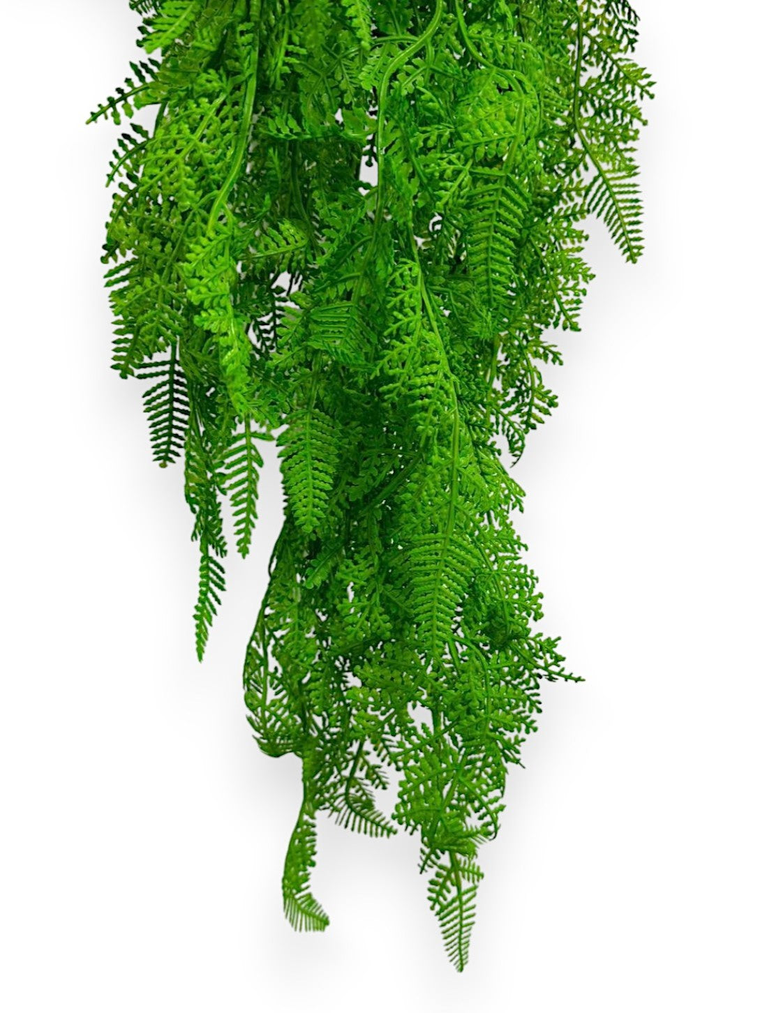 HANGING FERN 2/PKG